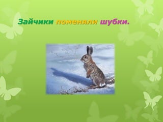 Зайчики поменяли шубки.
 
