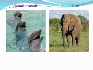 Далайн гахай   Заан
 