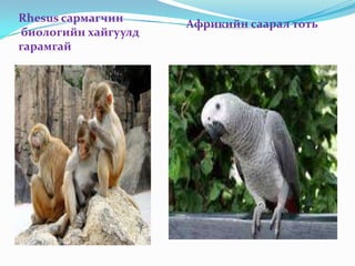 Rhesus сармагчин     Африкийн саарал тоть
биологийн хайгуулд
гарамгай
 