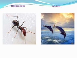 Шоргоолж   Халим
 