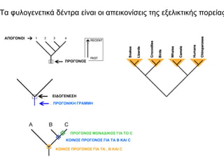 Τα φυλογενετικά δέντρα είναι οι απεικονίσεις της εξελικτικής πορείας


 ΑΠΟΓΟΝΟΙ




                    ΠΡΟΓΟΝΟΣ




               ΕΙΔΟΓΕΝΕΣΗ
                ΠΡΟΓΟΝΙΚΗ ΓΡΑΜΜΗ




                       ΠΡΟΓΟΝΟΣ ΜΟΝΑΔΙΚΟΣ ΓΙΑ ΤΟ C
                     KOINOΣ ΠΡΟΓΟΝΟΣ ΓΙΑ ΤΑ Β ΚΑΙ C

                KOINOΣ ΠΡΟΓΟΝΟΣ ΓΙΑ ΤΑ , Β ΚΑΙ C
 