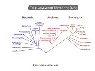 To φυλογενετικό δέντρο της ζωής




 Ο τελευταίος κοινός πρόγονος
 
