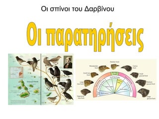 Οι σπίνοι του Δαρβίνου
 