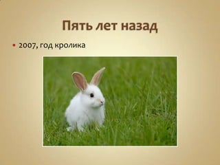    2007, год кролика
 