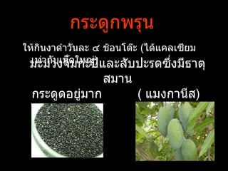 กระดูกพรุน
ให้กินงาดำาวันละ ๔ ช้อนโต๊ะ (ได้แคลเซียม
 มะม่วงจิดใหญ่) และสับปะรดซึ่งมีธาตุ
  เท่ากับเม็ ำมกะปิ
                 สมาน
 กระดูดอยูมาก
          ่              ( แมงกานีส)
 