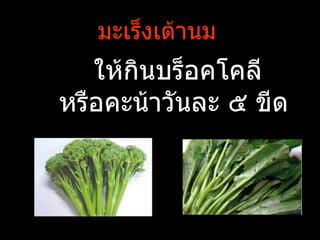 มะ๶ร็งเต้านม
   ให้กินบร็อคโคลี
หรือคะน้าวันละ ๕ ขีด
 