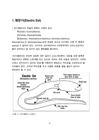 1. 뱀장어(Electric Eel)

￮ 전기뱀장어의 학술적 분류는 다음과 같다.
   목(Order) :Gumnotiformes
   과(Family) :Electrophoridae
   종(Species) : Electrophorus electricus, Gymnotus electricus
Electrophorus 는 Electrophoridae 과에 유일한 속으로 여기에는 다른 두 종류의
species 가 알려져 있다. 서식지는 남아메리카의 아마존유역과 오리노코강이다.
물이 잔잔하고 잘 보이지 않는 흙탕물을 좋아한다.


￮전기뱀장어는 완전히 성장한 경우 길이가 2.5m 에이른다. 외관을 보면 등쪽은
흑갈색이고 배쪽은 노란색을 띄고 있으며, 외피는 작은 비늘로 덮여있다. 시력이
나쁘고 상악치아가 없어도 EOD 를 이용하여 헤엄치고 먹잇감을 사냥하는데 별
어려움이 없다. 오히려 먹잇감을 두고 치열한 싸움을 벌일 필요가 없어서
편리하다 할 수 있다.




<그림 1-1 전기뱀장어 스케치>




                                     13
 