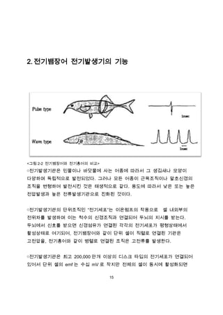 2. 전기뱀장어 전기발생기의 기능




<그림 2-2 전기뱀장어와 전기홍어의 비교>

￮전기발생기관은 민물이나 바닷물에 사는 어종에 따라서 그 생김새나 모양이
다양하며 독립적으로 발전되었다. 그러나 모든 어종이 근육조직이나 말초신경의
조직을 변형하여 발전시킨 것은 태생적으로 같다. 용도에 따라서 낮은 또는 높은
전압발생과 높은 전류발생기관으로 진화된 것이다.


￮전기발생기관의 단위조직인 “전기세포”는 이온펌프의 작용으로    셀 내외부의
전위차를 발생하며 이는 척수의 신경조직과 연결되어 두뇌의 지시를 받는다.
두뇌에서 신호를 받으면 신경섬유가 연결된 각각의 전기세포가 평형상태에서
활성상태로 여기되어, 전기뱀장어와 같이 단위 셀이 직렬로 연결된 기관은
고전압을, 전기홍어와 같이 병렬로 연결된 조직은 고전류를 발생한다.


￮전기발생기관은 최고 200,000 만개 이상의 디스크 타입의 전기세포가 연결되어
있어서 단위 셀의 emf 는 수십 mV 로 작지만 전체의 셀이 동시에 활성화되면

                           15
 