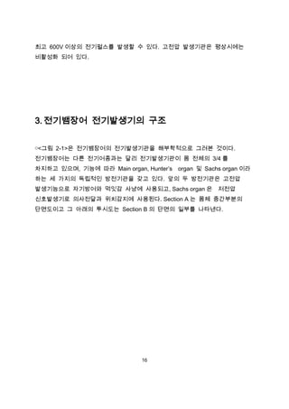 최고 600V 이상의 전기펄스를 발생할 수 있다. 고전압 발생기관은 평상시에는
비활성화 되어 있다.




3. 전기뱀장어 전기발생기의 구조


￮<그림 2-1>은 전기뱀장어의 전기발생기관을 해부학적으로 그려본 것이다.
전기뱀장어는 다른 전기어종과는 달리 전기발생기관이 몸 전체의 3/4 를
차지하고 있으며, 기능에 따라 Main organ, Hunter’s organ 및 Sachs organ 이라
하는 세 가지의 독립적인 방전기관을 갖고 있다. 앞의 두 방전기관은 고전압
발생기능으로 자기방어와 먹잇감 사냥에 사용되고, Sachs organ 은          저전압
신호발생기로 의사전달과 위치감지에 사용된다. Section A 는 몸체 중간부분의
단면도이고 그 아래의 투시도는 Section B 의 단면의 일부를 나타낸다.




                             16
 