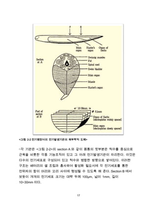 <그림 2-2 전기뱀장어의 전기발생기관의 해부학적 도해>


￮각 기관은 <그림 2-2>의 section A 와 같이 몸통의 윗부분은 척수를 중심으로
근육을 비롯한 각종 기능조직이 있고 그 아래 전기발생기관이 자리한다. 이것은
다수의 전기세포로 구성되어 있고 척수와 병합한 방향으로 쌓여있다. 이러한
구조는 배터리의 셀 조립과 흡사하여 활성화 필요시에 각 전기세포를 통한
전위차의 합이 머리와 꼬리 사이에 형성될 수 있도록 해 준다. Section B 에서
보듯이 개개의 전기세포 크기는 대략 두께 100μm, 넓이 1mm, 길이
10~30mm 이다.



                          17
 