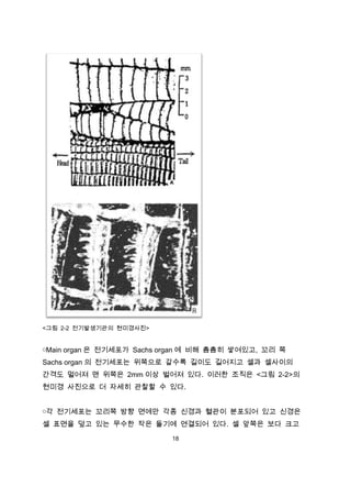 <그림 2-2 전기발생기관의 현미경사진>


￮Main organ 은 전기세포가 Sachs organ 에 비해 촘촘히 쌓여있고, 꼬리 쪽
Sachs organ 의 전기세포는 위쪽으로 갈수록 길이도 길어지고 셀과 셀사이의
간격도 멀어져 맨 위쪽은 2mm 이상 벌어져 있다. 이러한 조직은 <그림 2-2>의
현미경 사진으로 더 자세히 관찰할 수 있다.


￮각 전기세포는 꼬리쪽 방향 면에만 각종 신경과 혈관이 분포되어 있고 신경은
셀 표면을 덮고 있는 무수한 작은 돌기에 연결되어 있다. 셀 앞쪽은 보다 크고
                           18
 