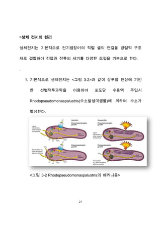 ￮생체 전지의 원리

생체전지는 기본적으로 전기뱀장어의 직렬 셀의 연결을 병렬적 구조

체로 결합하여 전압과 전류의 세기를 다양한 조절을 기본으로 한다.

.

    1. 기본적으로 생체전지는 <그림 3-2>과 같이 삼투압 현상에 기인

     한   선별적투과막을        이용하여     포도당     수용액    주입시

     Rhodopseudomonaspalustris(수소발생미생물)에 의하여 수소가

     발생한다.




     <그림 3-2 Rhodopseudomonaspalustris의 매커니즘>




                          21
 