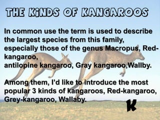 The kinds of Kangaroos

In common use the term is used to describe
the largest species from this family,
especially those of the genus Macropus, Red-
kangaroo,
antilopine kangaroo, Gray kangaroo,Wallby.

Among them, I’d like to introduce the most
popular 3 kinds of kangaroos, Red-kangaroo,

                                  k
Grey-kangaroo, Wallaby.
 