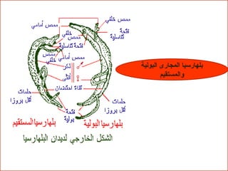 تحتاج دودة البلهارسيا إلى عائلين لتكمل دورة حياتها.