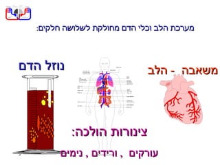מערכת לב ודם | PPS