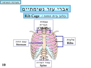 ‫מערכת הנשימה‬


               ‫אברי עזר נשימתיים‬
               ‫כלוב בית החזה / ‪Rib Cage‬‬
                       ‫עצמות‬
                       ‫הבריח‬
                      ‫‪Clavicle‬‬


                                          ‫צלעות‬
         ‫עצם החזה‬
          ‫‪Sternum‬‬
                                          ‫‪Ribs‬‬




                     ‫עמוד השדרה‬
‫01‬                     ‫‪Spine‬‬
 