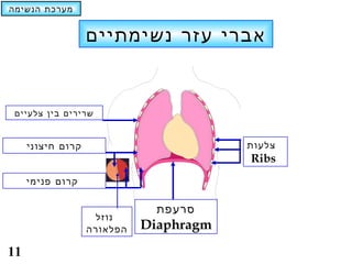 ‫מערכת הנשימה‬


                   ‫אברי עזר נשימתיים‬


 ‫שרירים בין צלעיים‬


     ‫קרום חיצוני‬                         ‫צלעות‬
                                         ‫‪Ribs‬‬
     ‫קרום פנימי‬

                               ‫סרעפת‬
                    ‫נוזל‬
                   ‫הפלאורה‬   ‫‪Diaphragm‬‬
‫11‬
 
