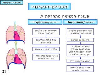 ‫מערכת הנשימה‬
               ‫מכניזם הנשימה‬
                    ‫פעולת הנשימה מתחלקת ל:‬
               ‫/ ‪Expirium‬‬   ‫נשיפה‬     ‫/ ‪Inspirium‬‬   ‫שאיפה‬


                ‫השרירים הבין צלעיים‬   ‫השרירים הבין צלעיים‬
                   ‫והסרעפת נרפים‬       ‫והסרעפת מתכווצים‬


                 ‫בית החזה והריאות‬       ‫בית החזה מתרחב‬
                     ‫מתכווצים‬
                                       ‫הריאות " נמשכות"‬
                ‫הלחץ בריאות - עולה‬     ‫ומתרחבות עם בית‬
                                      ‫החזה - עקב התת לחץ‬
                                       ‫בין קרומי הפלאורה‬
               ‫אוויר ננשף מהריאות -‬
                   ‫השוואת לחצים‬
                                       ‫הלחץ בריאות - יורד‬

                                       ‫אוויר נשאף לריאות-‬
                                         ‫השוואת לחצים‬
‫12‬
 