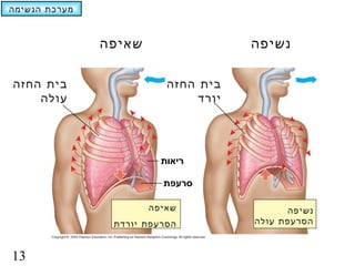‫מערכת הנשימה‬



               ‫שאיפה‬                  ‫נשיפה‬

‫בית החזה‬                  ‫בית החזה‬
    ‫עולה‬                       ‫יורד‬




                         ‫ריאות‬

                         ‫סרעפת‬

                       ‫שאיפה‬                ‫נשיפה‬
                ‫הסרעפת יורדת‬          ‫הסרעפת עולה‬



‫31‬
 