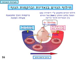 ‫מערכת הנשימה‬

        ‫חילוף הגזים בנאדיות וברקמות הגוף‬
                                       ‫חילוף הגזים מתבצע ע" י דיפוזיה עקב‬
     ‫ברקמות הגוף מתבצעת‬                 ‫המפל בלחץ החלקי ) ‪ ( torr‬של הגזים‬
        ‫פעולה הפוכה‬                          ‫בין הנאדיות לנימי הריאה‬
                                               ‫אוויר חיצוני‬
                                            ‫‪Po 2 ~160 mm/Hg‬‬
                                            ‫‪PCO 2 0.3 mm/Hg‬‬
                ‫‪PO2 ± 40 mm /Hg‬‬                             ‫‪PO 2 85-100 mm /Hg‬‬
                ‫‪PCO2 ± 46 mm /Hg‬‬                            ‫‪PCO2 35-40 mm /Hg‬‬

                                                        ‫בועית‬
                                                   ‫‪PO‬‬‫‪~104 mm/Hg‬‬
                                                        ‫2‬

                                                  ‫‪PCO 2 40 mm/Hg‬‬




‫61‬                                 ‫כיוון זרימת הדם‬
 