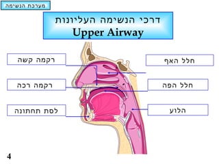 ‫מערכת הנשימה‬

               ‫דרכי הנשימה העליונות‬
                  ‫‪Upper Airway‬‬

    ‫רקמה קשה‬                          ‫חלל האף‬


    ‫רקמה רכה‬                          ‫חלל הפה‬


    ‫לסת תחתונה‬                         ‫הלוע‬




‫4‬
 