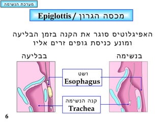 ‫מערכת הנשימה‬


               ‫מכסה הגרון / ‪Epiglottis‬‬

    ‫האפיגלוטיס סוגר את הקנה בזמן הבליעה‬
         ‫ומונע כניסת גופים זרים אליו‬
       ‫בבליעה‬                      ‫בנשימה‬

                          ‫ושט‬
                      ‫‪Esophagus‬‬

                      ‫קנה הנשימה‬
                       ‫‪Trachea‬‬
‫6‬
 