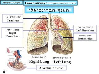 ‫מערכת הנשימה‬     ‫/ ‪Lower Airway‬‬   ‫דרכי הנשימה התחתונות‬


                   ‫הענף הברונכיאלי‬
 ‫קנה הנשימה‬
    ‫‪Trachea‬‬

                                                         ‫סמפון שמאלי‬
    ‫סמפון ימני‬                                           ‫‪Left Bronchus‬‬
      ‫‪Right‬‬
    ‫‪Bronchus‬‬                                              ‫סימפוניות‬
                                                         ‫‪Bronchioles‬‬




                     ‫ריאה ימנית‬       ‫ריאה שמאלית‬
                   ‫‪Right Lung‬‬         ‫‪Left Lung‬‬
                          ‫נאדיות / ‪Alveolus‬‬
‫8‬
 