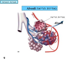 ‫מערכת הנשימה‬


               ‫נאדיות הריאה ‪Alveoli‬‬

                               ‫נאדיות הריאה‬

                                  ‫‪Alveoli‬‬




 ‫9‬
 