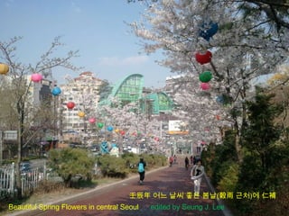 壬辰年 어느 날씨 좋은 봄날(穀雨 근처)에 仁補
Beautiful Spring Flowers in central Seoul   edited by Seung J. Lee
 