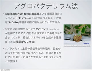 アグロバクテリウム法
  •   Agrobacterium tumefaciensという細菌は自身の
      プラスミド(Tiプラスミド)に含まれるあるDNA領
      域(T-DNA)を宿主細胞に組み込むことができる

  •   T-DNAには植物ホルモンやオパイン(A. tumefaciens
      が利用できるアミノ酸)を合成するための遺伝子が
      含まれており、植物にはオパインを生成する腫瘍
      ができる(根頭がんしゅ病)
                                           https://kakibyo.dc.affrc.go.jp/list/detail.php?data_id=334

  •   Tiプラスミドの上記の遺伝子を切り取り、目的の
      遺伝子配列を代わりに挿入すると、感染させるだ
      けで目的遺伝子の導入ができるアグロバクテリウ
      ムの完成！


12年4月22日日曜日
 