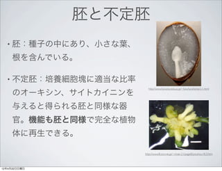 胚と不定胚
  • 胚：種子の中にあり、小さな葉、

     根を含んでいる。

  • 不定胚：培養細胞塊に適当な比率
                         http://www.fukuoka-edu.ac.jp/~fukuhara/keitai/2-1.html

     のオーキシン、サイトカイニンを
     与えると得られる胚と同様な器
     官。機能も胚と同様で完全な植物
     体に再生できる。

                       http://www8.ocn.ne.jp/~rinse-21/page8/jyouhou18.3.htm



12年4月22日日曜日
 