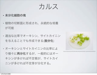カルス
  •   未分化細胞の塊

  •   植物の切断面に形成され、永続的な培養
      が可能

  •   適当な比率でオーキシン、サイトカイニン
      を与えることでも作成できる(脱分化)

  •   オーキシンとサイトカイニンの比率によ
                            http://ja.wikipedia.org/wiki/%E3%82%AB%E3%83%AB%E3%82%B9_(%E6%A4%8D%E7%89%A9)


      り様々に再分化するが、一般的にはオー
      キシンが多ければ不定根が、サイトカイ
      ニンが多ければ不定芽が分化する。


12年4月22日日曜日
 