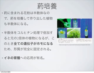 葯培養
 •   葯に含まれる花粉は半数体なの
     で、葯を培養して作り出した植物
     も半数体になる。

 •   半数体をコルヒチン処理で倍加す
     ると元の2倍体の植物になるが、こ
     のとき全ての遺伝子がホモになる    http://www.agri.hro.or.jp/center/kankoubutsu/hagres/no01.htm



     ため、形質が完全に固定される。

 •   イネの育種への応用が有名。



12年4月22日日曜日
 