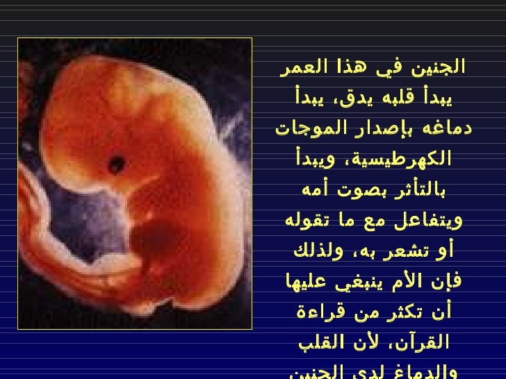 متى ينبض قلب الجنين
