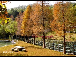新埔九芎湖
 
