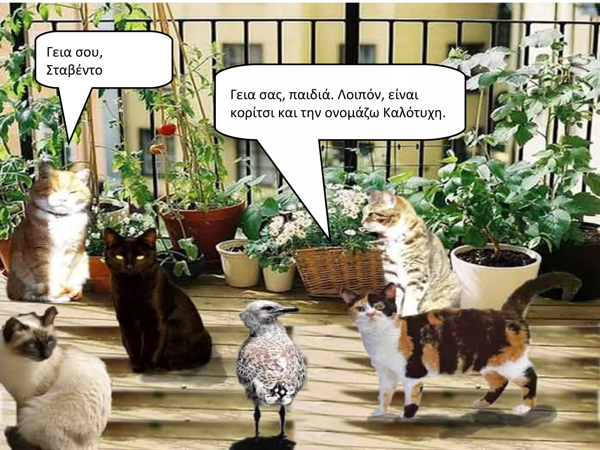 Γεια σου,
Σταβέντο
            Γεια σας, παιδιά. Λοιπόν, είναι
            κορίτσι και την ονομάζω Καλότυχη.
 
