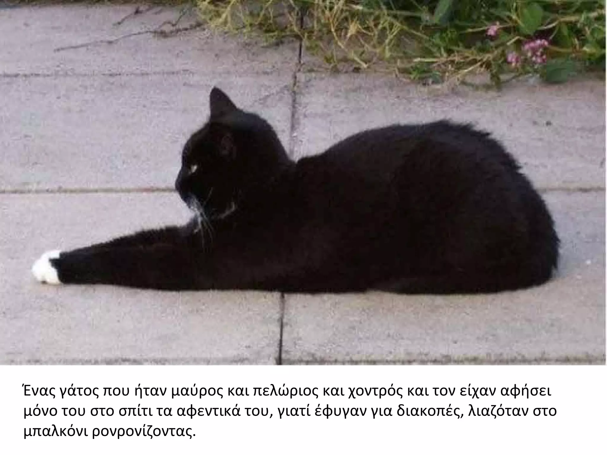 Ένας γάτος που ήταν μαύρος και πελώριος και χοντρός και τον είχαν αφήσει
μόνο του στο σπίτι τα αφεντικά του, γιατί έφυγαν για διακοπές, λιαζόταν στο
μπαλκόνι ρονρονίζοντας.
 