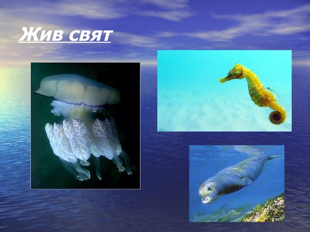 черно море | PPT