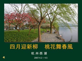 四月迎新柳         桃花舞春風
   杭 州‧西 湖
    2007.4.2 – 4.5
 
