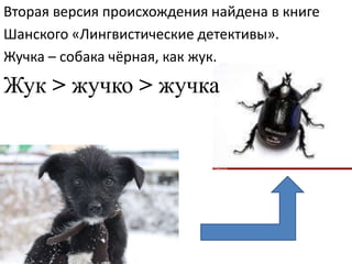Вторая версия происхождения найдена в книге
Шанского «Лингвистические детективы».
Жучка – собака чёрная, как жук.
Жук > жучко > жучка
 