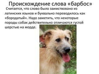Происхождение слова «барбос»
 Считается, что слово было заимствовано из
латинских языков и буквально переводилось как
«бородатый». Надо заметить, что некоторые
породы собак действительно отличаются густой
шерстью на морде.
 