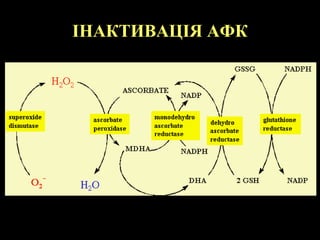 ІНАКТИВАЦІЯ АФК
 