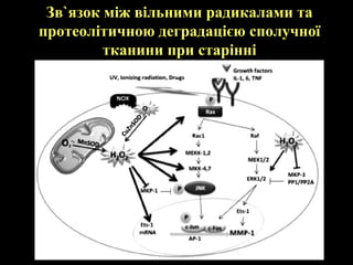 Зв`язок між вільними радикалами та
протеолітичною деградацією сполучної
         тканини при старінні
 