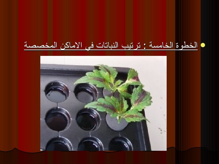 التكاثر اللاجنسي الخضري