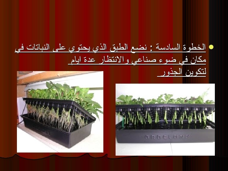التكاثر اللاجنسي الخضري