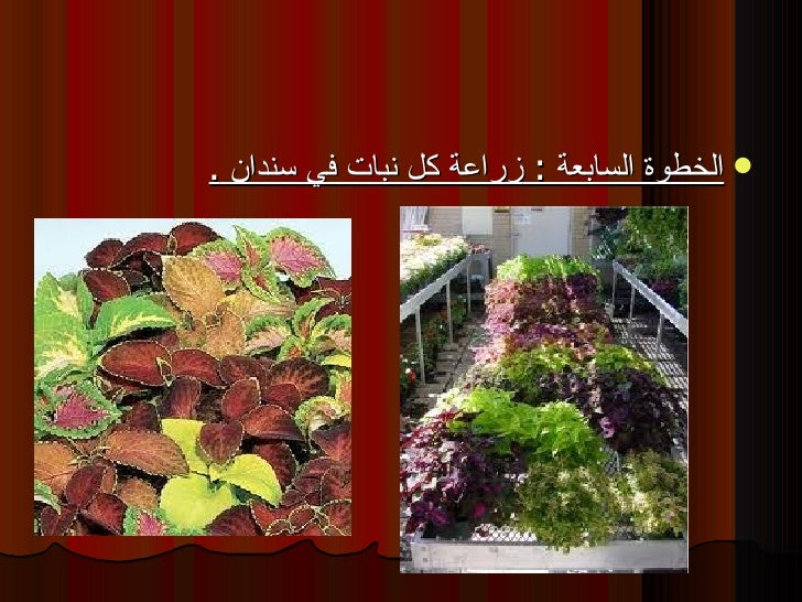 التكاثر اللاجنسي الخضري