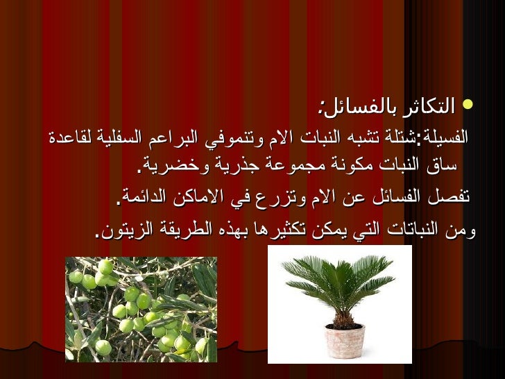 التكاثر اللاجنسي الخضري