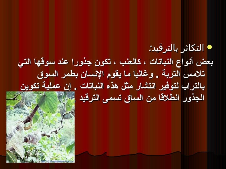 التكاثر اللاجنسي الخضري