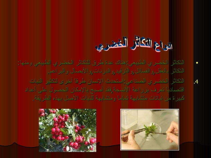 التكاثر اللاجنسي الخضري