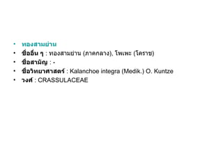 •   ทองสามย่าน
•   ชื่ออื่น ๆ : ทองสามย่าน (ภาคกลาง), โพเพะ (โคราช)
•   ชื่อสามัญ : -
•   ชื่อวิทยาศาสตร์ : Kalanchoe integra (Medik.) O. Kuntze
•   วงศ์ : CRASSULACEAE
 